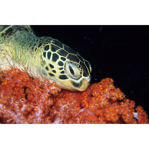 SSI Turtle Ecology